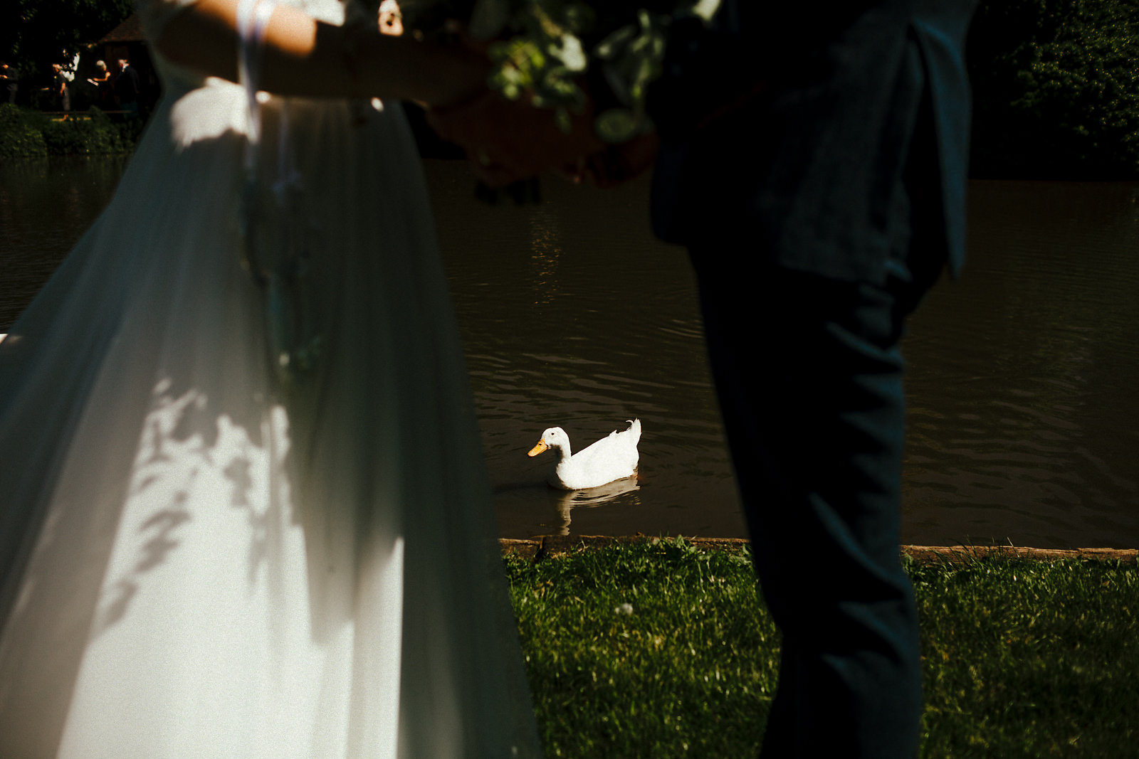 Haddenham pond duck